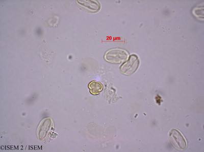 ISEM 2/Grubbia_rosmarinifolia_44271/Grubbia_rosmarinifolia_44271_0001(copy)_thumb.jpg